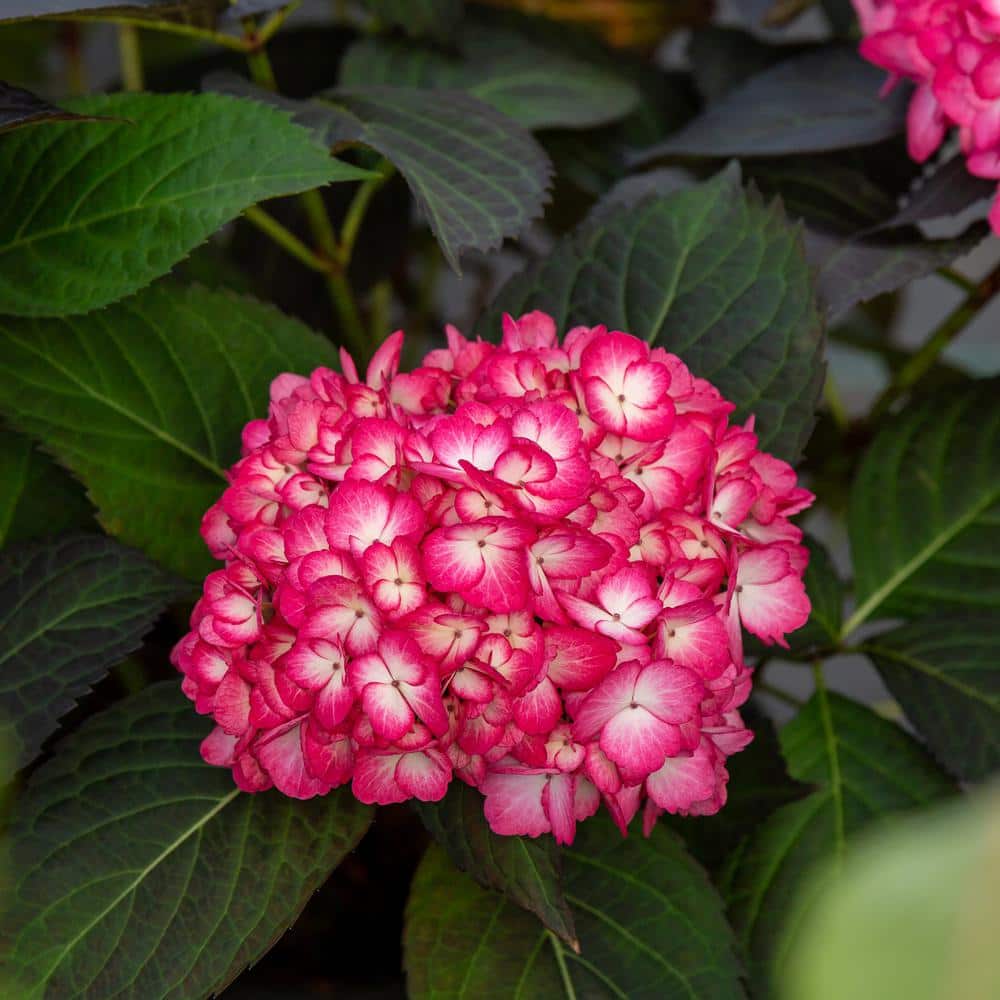 2 Gal. Eclipse Hydrangea Shrub with Cranberry Flowers - Hercitys