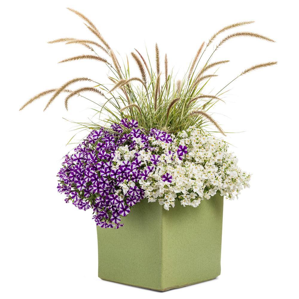 4.25 in. Eco+Grande Supertunia Mini Vista Violet Star (Petunia) Live Plant, Purple and White Striped Flowers (4-Pack) - Hercitys