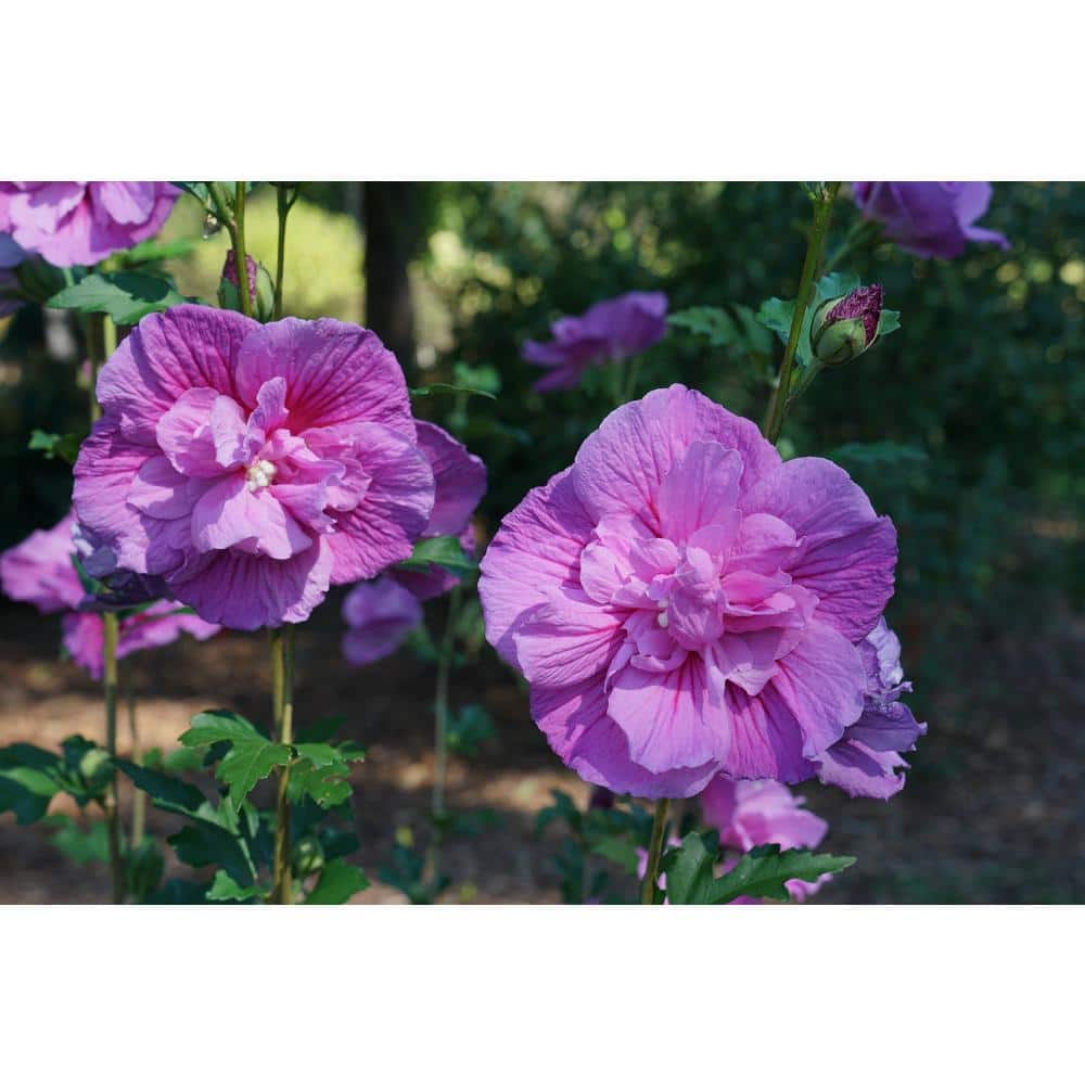 4.5 in. Qt. Dark Lavender Chiffon Rose of Sharon (Hibiscus) Live Plant, Shrub, Purple Flowers - Hercitys