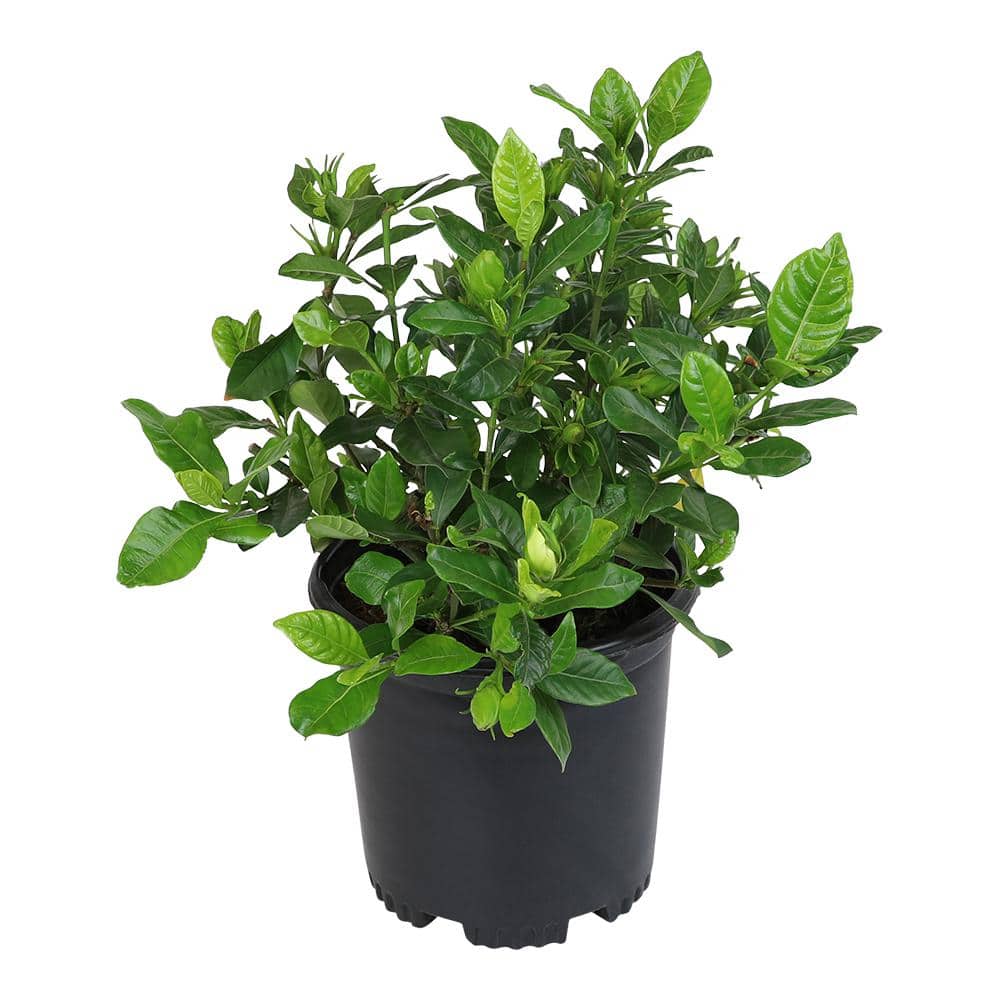 1 Gal. Gardenia Jasminoides August Beauty Shrub Plant - Hercitys