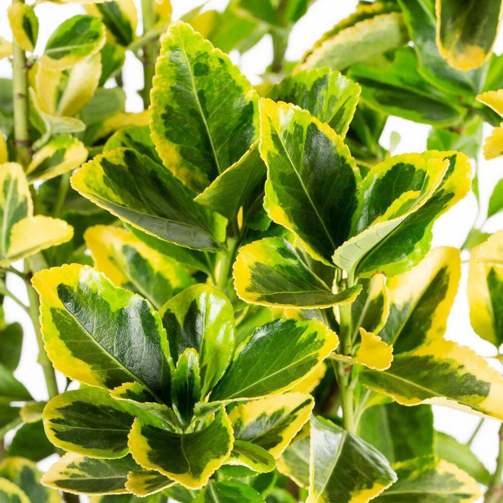 2.25 Gal. Golden Euonymus Live Shrub with Yellow-Green Marbled Foliage - Hercitys
