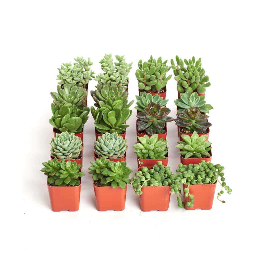 2 in. Green Succulent (Collection of 20) - Hercitys
