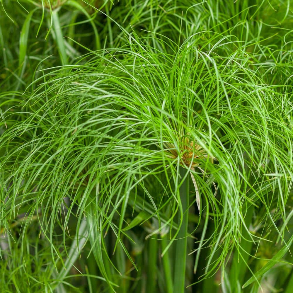 4.5 in. Qt. Graceful Grasses Prince Tut Dwarf Egyptian Papyrus (Cyperus) Live Plant, Bright Green Foliage - Hercitys