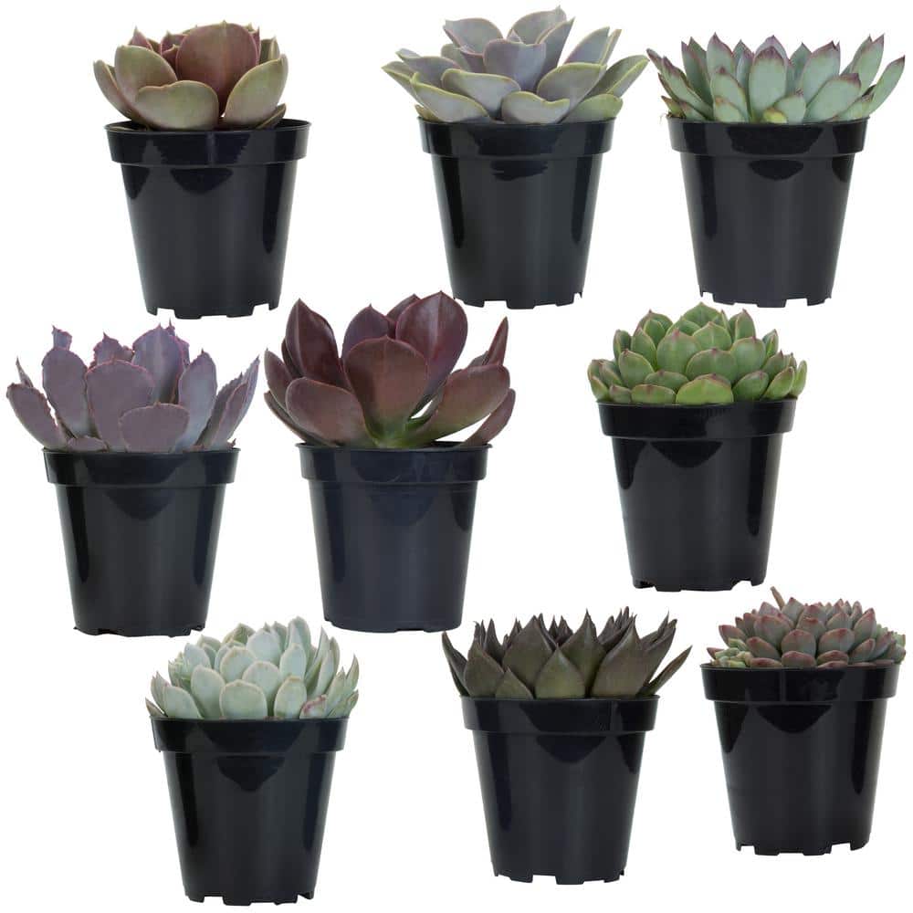 3.5 in. Echeveria Collection (9 PK) - Hercitys