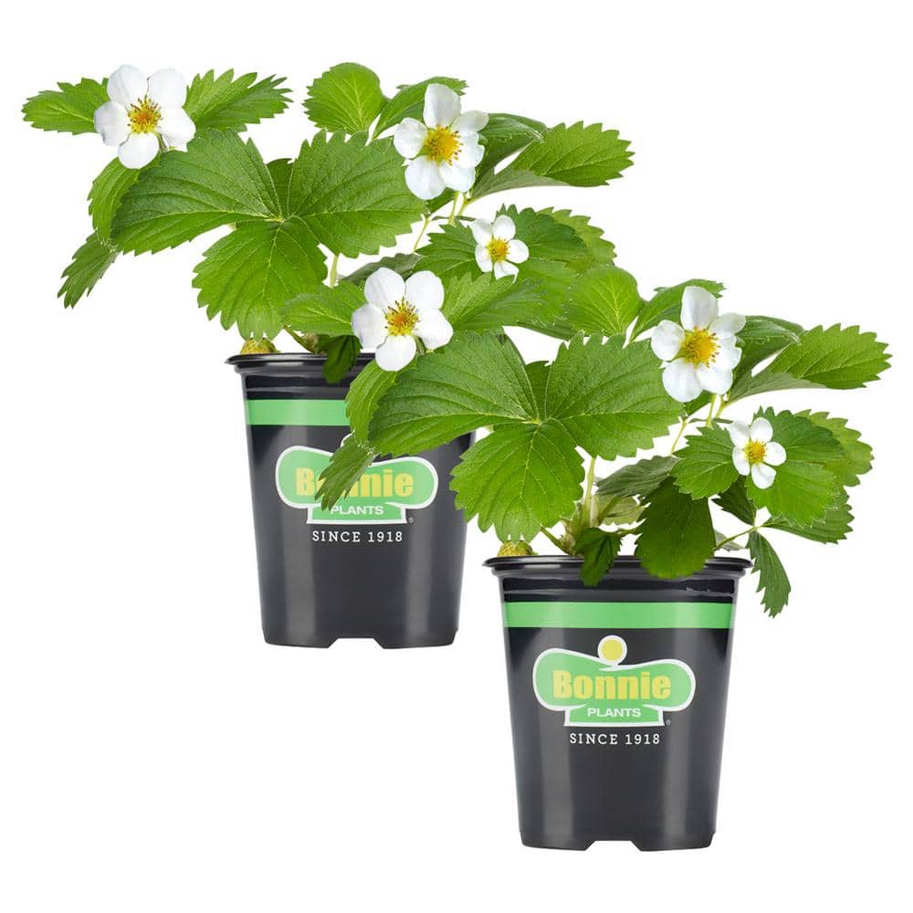 19 oz. Strawberry, Live Plant (2-Pack) - Hercitys