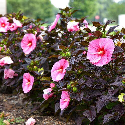 2 Gal. Proven Winners Hibiscus Summerific Edge of Night Perennial Plant (1-Pack) - Hercitys