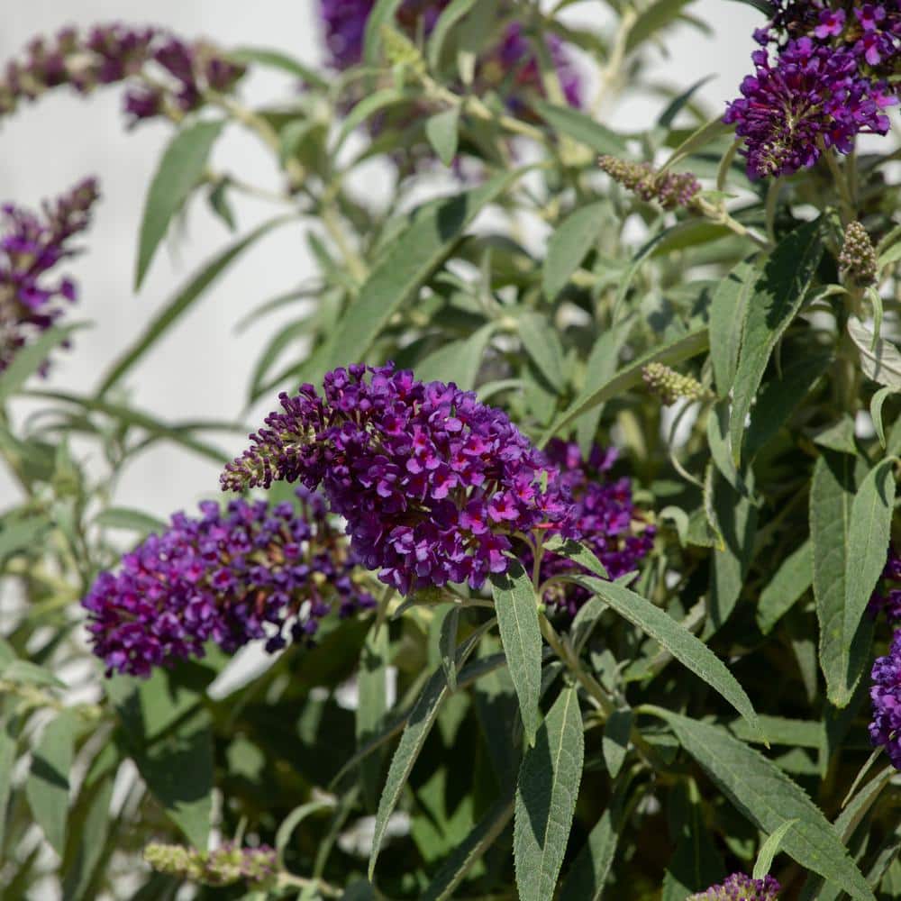 1.5 Gal. Lil’ Grape Butterfly Bush (Buddleia) Live Shrub Plants, Purple Flowers - Hercitys