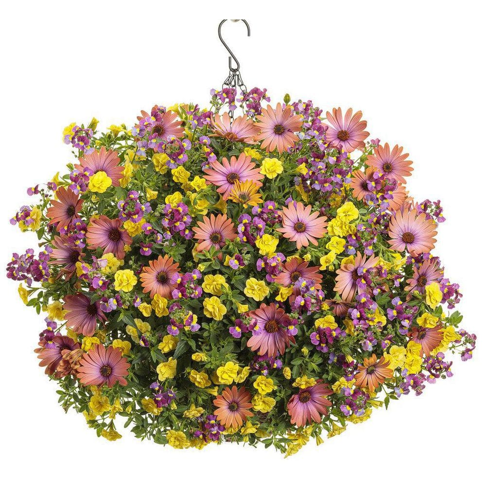 4.25 in. Eco+Grande Aromance Mulberry (Nemesia) Live Plant, Purple Flowers (4-Pack) - Hercitys