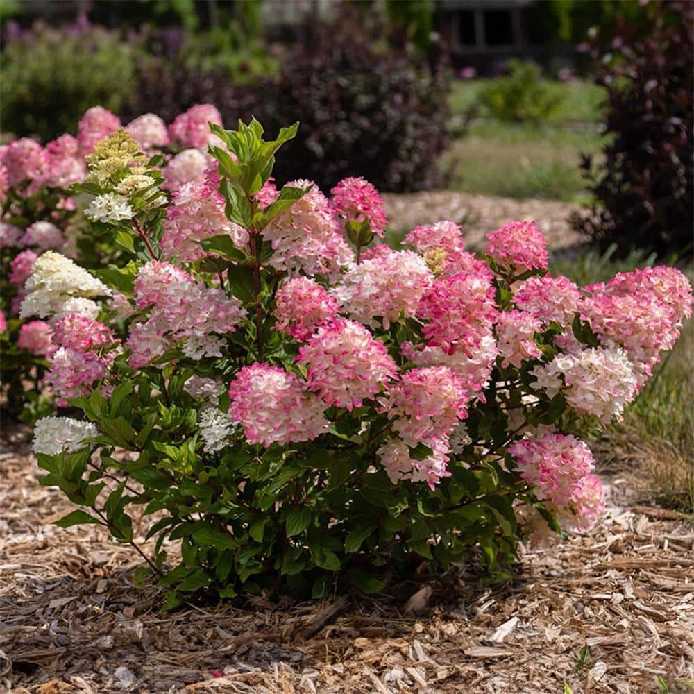 2 gal. Spring Sizzle Hydrangea Shrub - Hercitys
