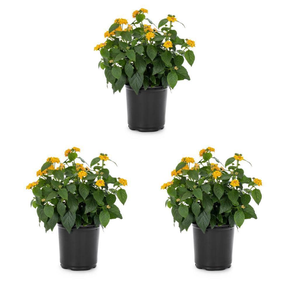 2 Qt. Yellow Lantana Annual Plant (3-Pack) - Hercitys