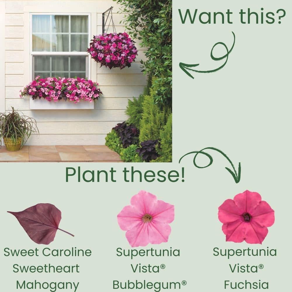 4.25 in. Eco+ Grande Sweet Caroline Sweetheart Mahogany Sweet Potato Vine (Ipomoea Hybrid) Live Annual Plant 4-Pack - Hercitys