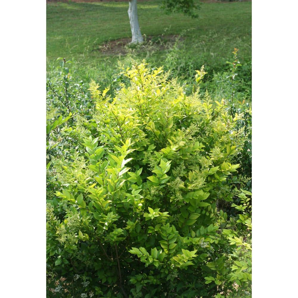 1 Gal. Golden Ticket Privet (Ligustrum) Live Shrub, White Flowers and Yellow Foliage - Hercitys
