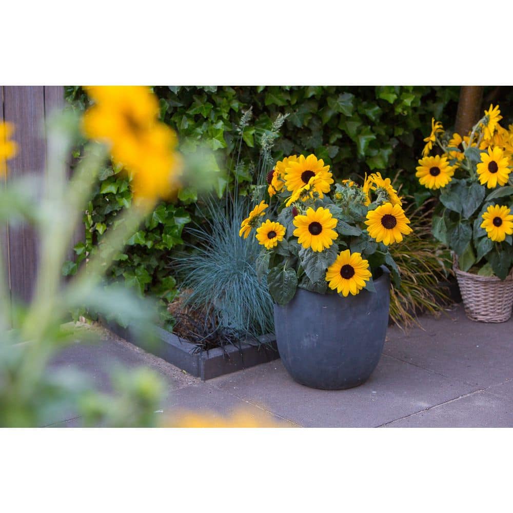 2 Qt. Sunfinity Yellow Sunflower Annual Plant (3-Pack) - Hercitys