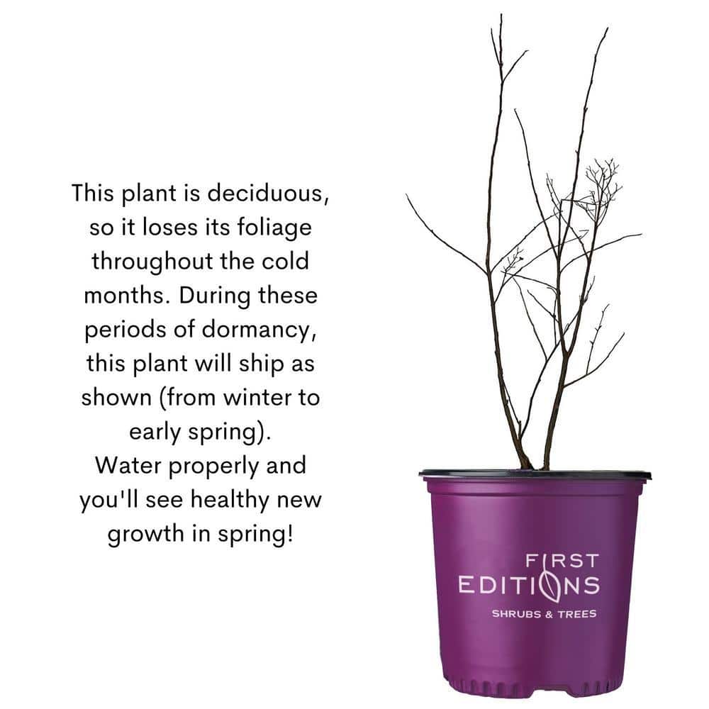 2 Gal. Lunar Magic Crape Myrtle Flowering Shrub with Dark Leaves and White Flowers - Hercitys