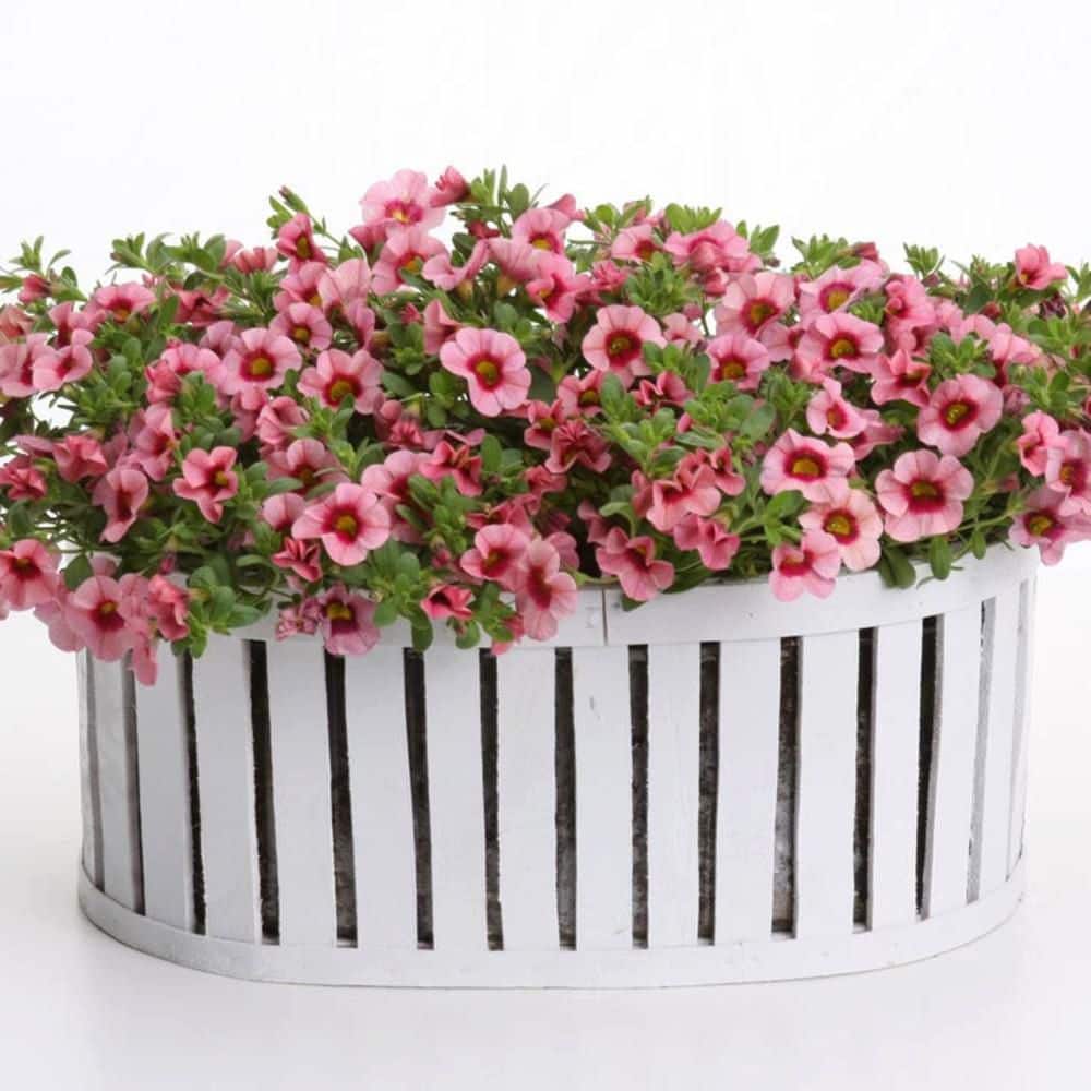 4.25 in. Eco+ Grande Superbells Strawberry Punch Calibarchoa (Calibrachoa hybrid) Annual Plant with Pink Flowers 4-Pack - Hercitys