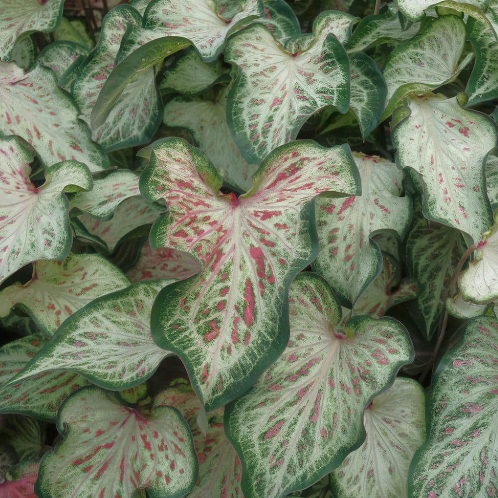 4 in. Caladium Collection Perennial Plant (4-Pack) - Hercitys
