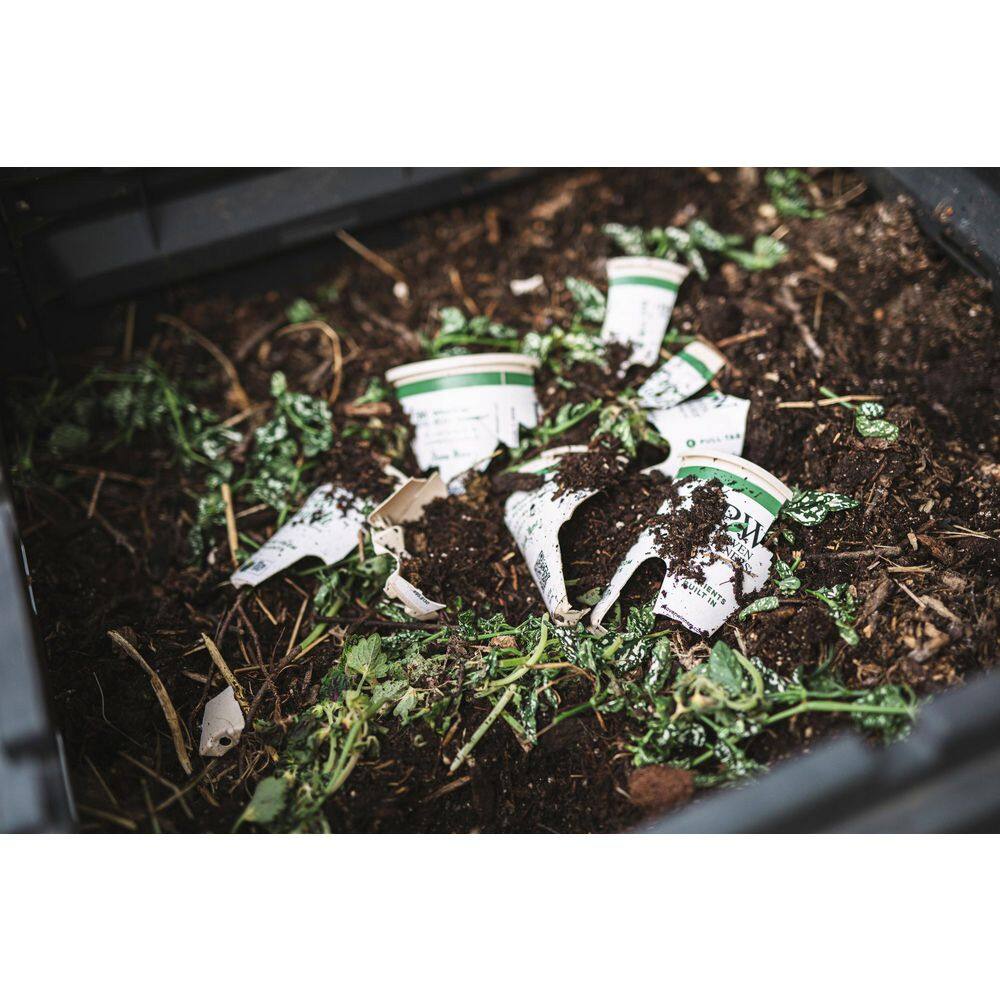 4.25 in. Eco+Grande Angelface Wedgwood Blue Summer Snapdragon (Angelonia) Live Plants, Lavender and White Flowers 4-Pack - Hercitys