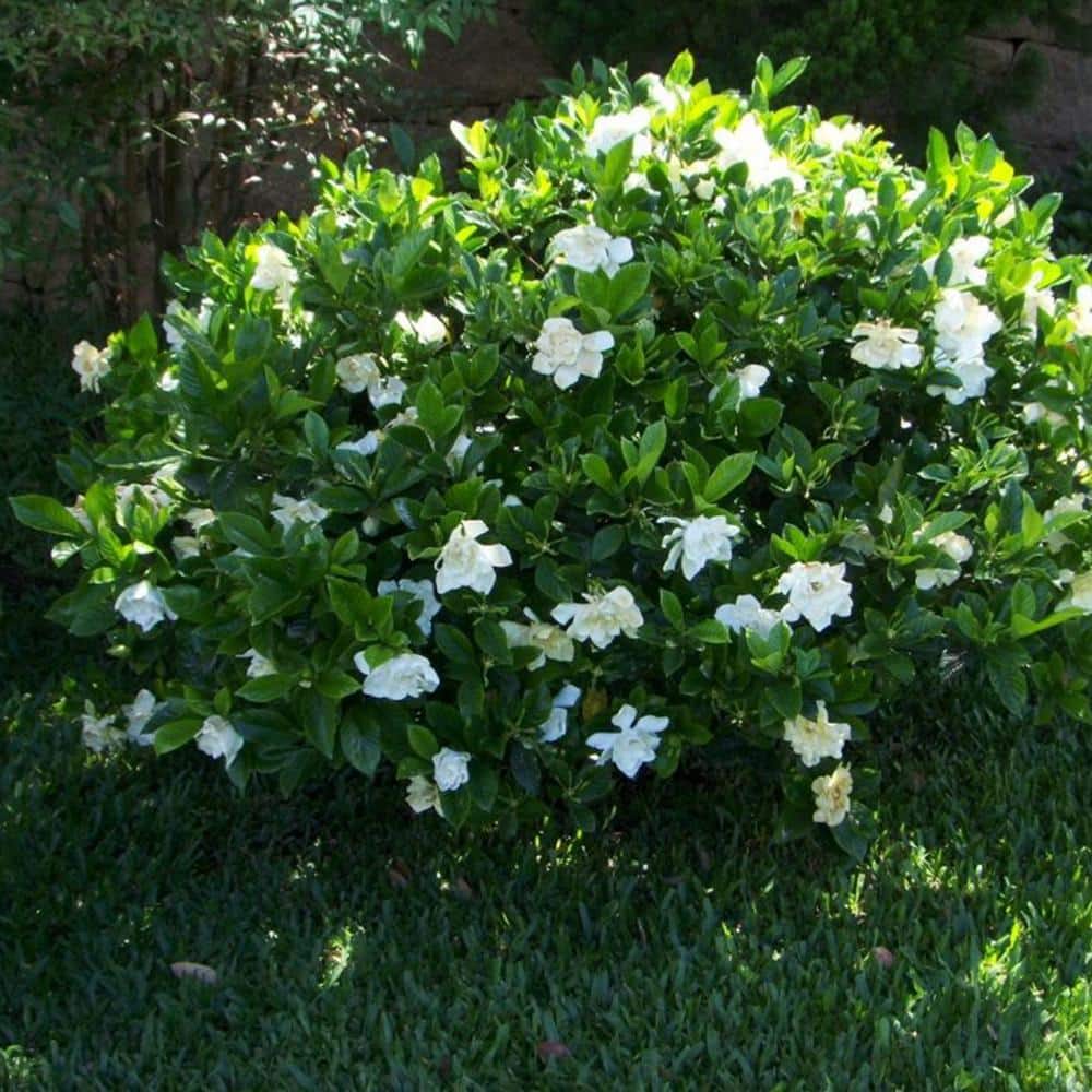 3 Gal. Flowering Fragrant August Beauty Gardenia Shrub (2-Pack) - Hercitys
