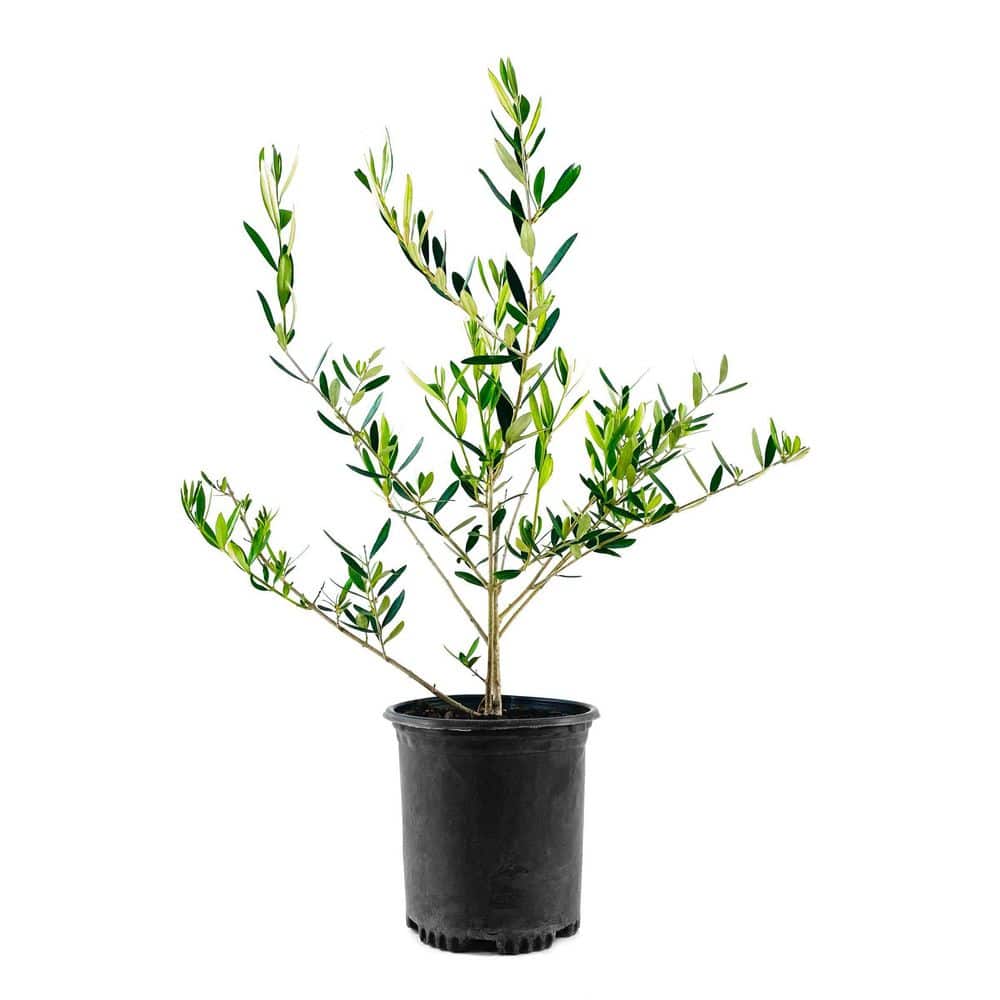 1 Gal. Olive Tree in Grower Container (1-Piece) - Hercitys