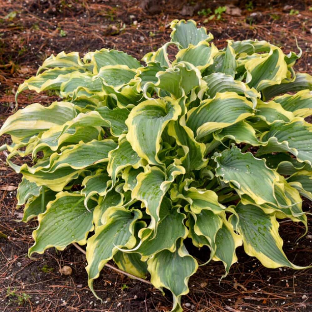 0.65 Gal. Shadowland ‘Voices in the Wind’ Hosta (Hosta hybrid) Live Perennial Plant with Blue Green and Yellow Foliage - Hercitys