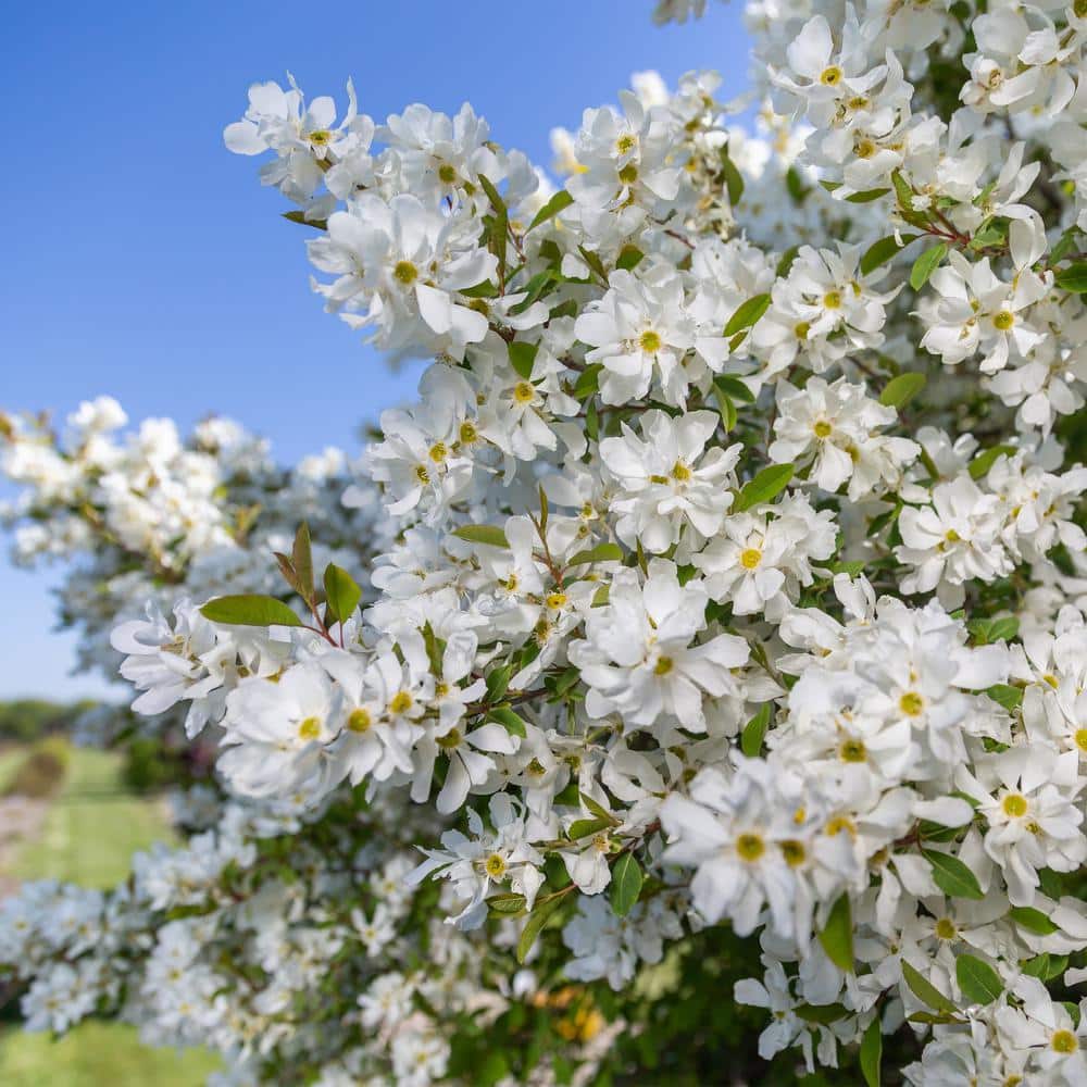 2 Gal. Lotus Moon Pearlbush Shrub with White Flowers - Hercitys