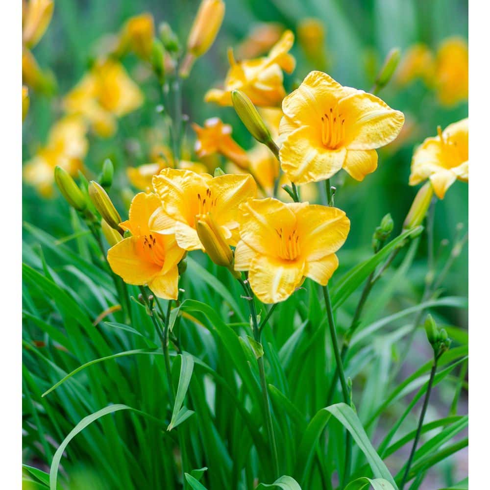 2.5 Qt. Evergreen Stella Golden-Yellow Live Perennial Daylily Plant, Fragrant and Trumpet-Shaped Flowers - Hercitys