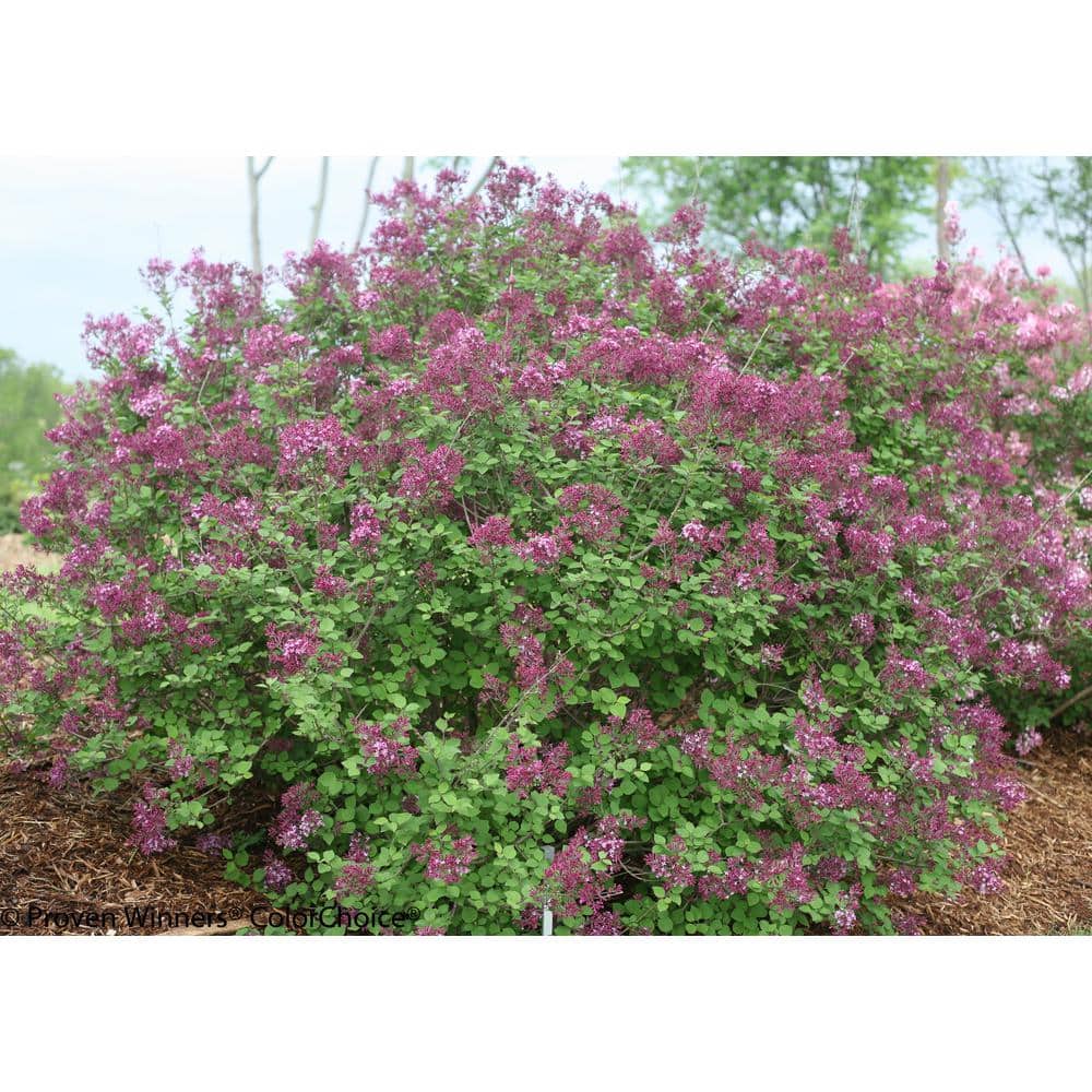 4.5 in. Qt. Bloomerang Dark Purple Reblooming Lilac (Syringa) Live Shrub, Purple Flowers - Hercitys