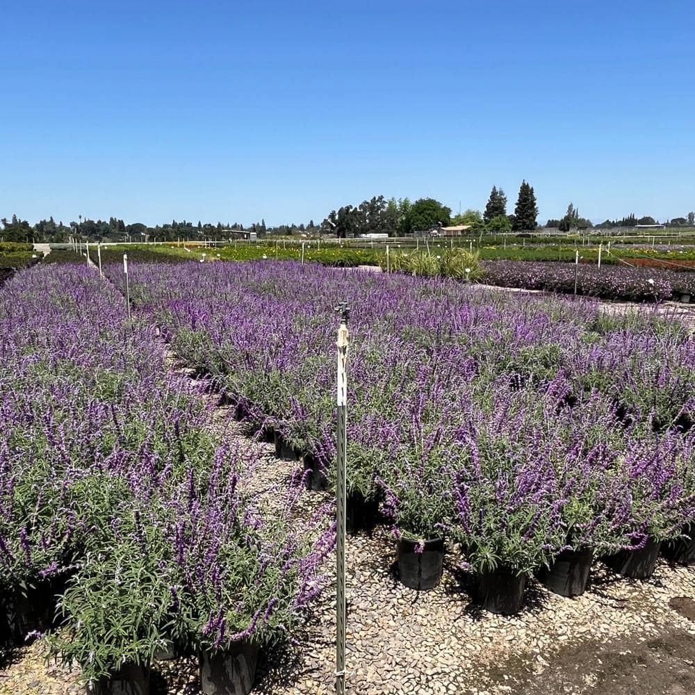 #5 Container Santa Barbara Purple Flowering Sage Plants (2-Pack) - Hercitys