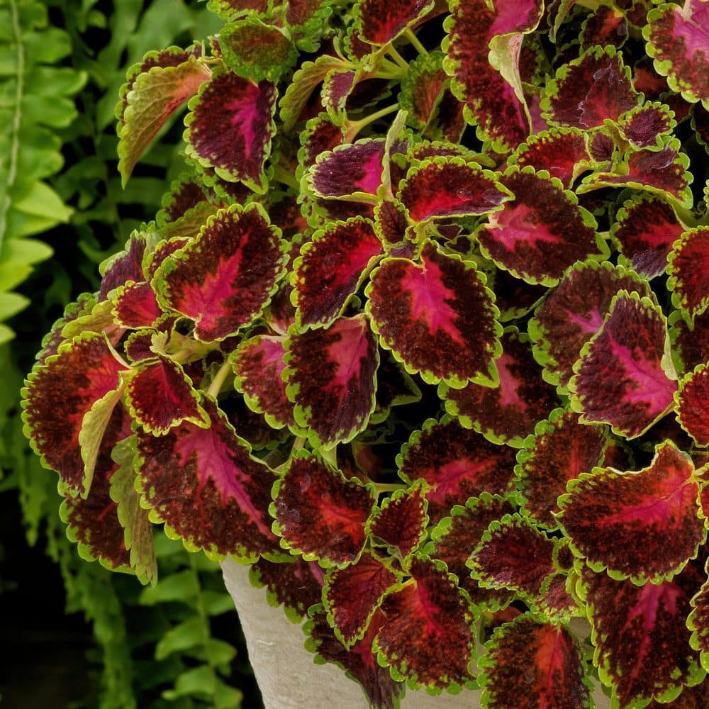 3.25 in. Coleus Party Time Pink Berry Annual Plant (3-Pack) - Hercitys