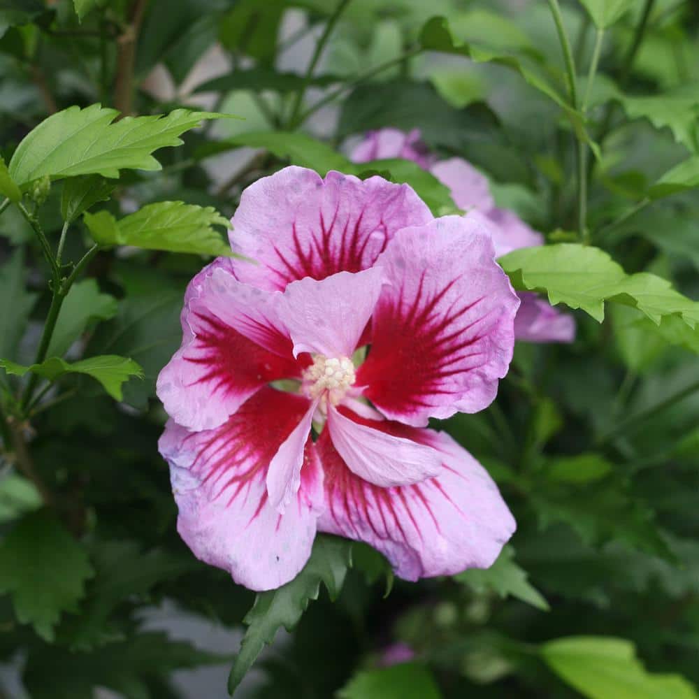 2 Gal. Purple Pillar Rose of Sharon (Hibiscus) Plant with Purple Flowers - Hercitys