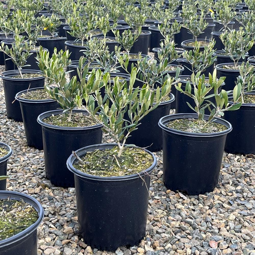 #2 Container ‘Arbequina’ Olive Tree - Hercitys