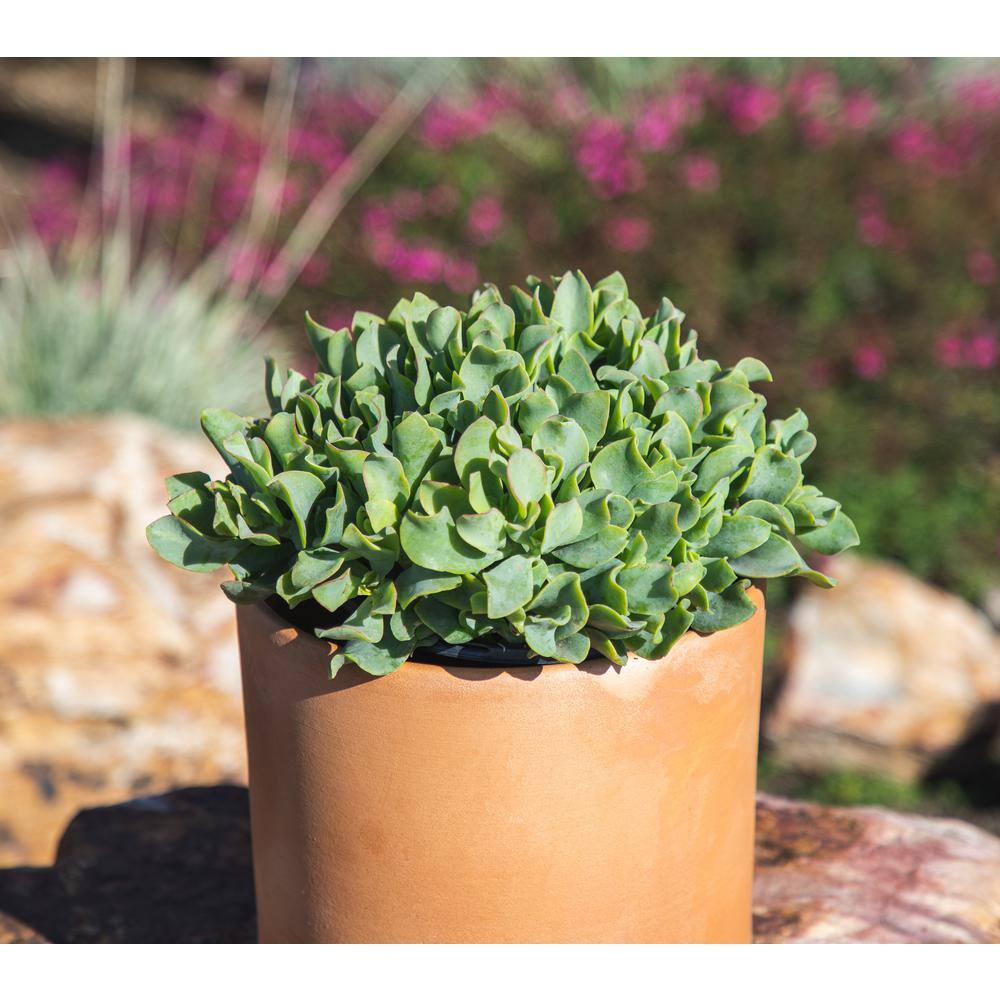 1G Crassula Ripple Jade Tm – Single - Hercitys