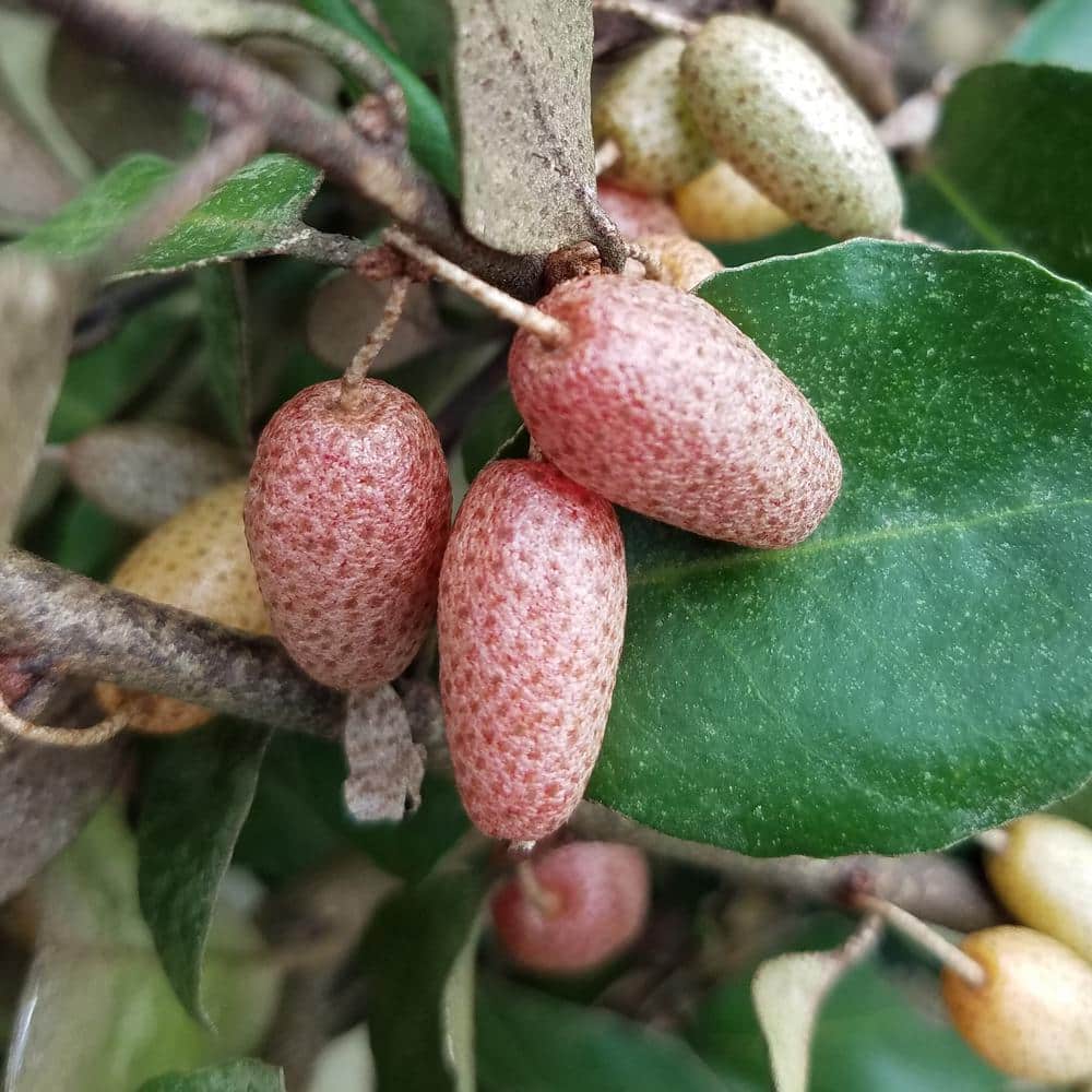 2.5 Gal – Elaeagnus x Ebbingei With Fragrant Discreet Blooms, Live Evergreen Shrub - Hercitys