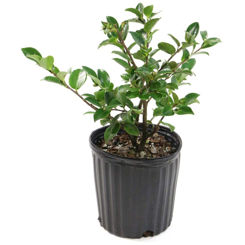 3 gal. Camellia Leslie Ann Shrub with White and Pink Flowers - Hercitys