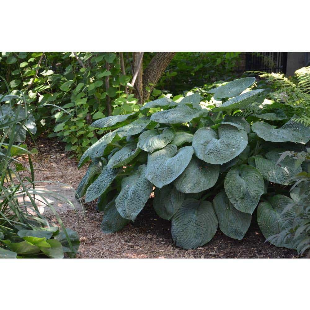 1 Gal Elegans Hosta Live Flowering Shade Perennial Plant , Blue-Gray Foliage - Hercitys