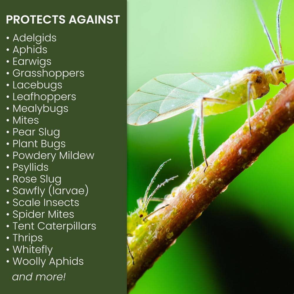 24 oz. Ready-to-Use Insecticidal Soap Insect Killer (2-Pack) - Hercitys