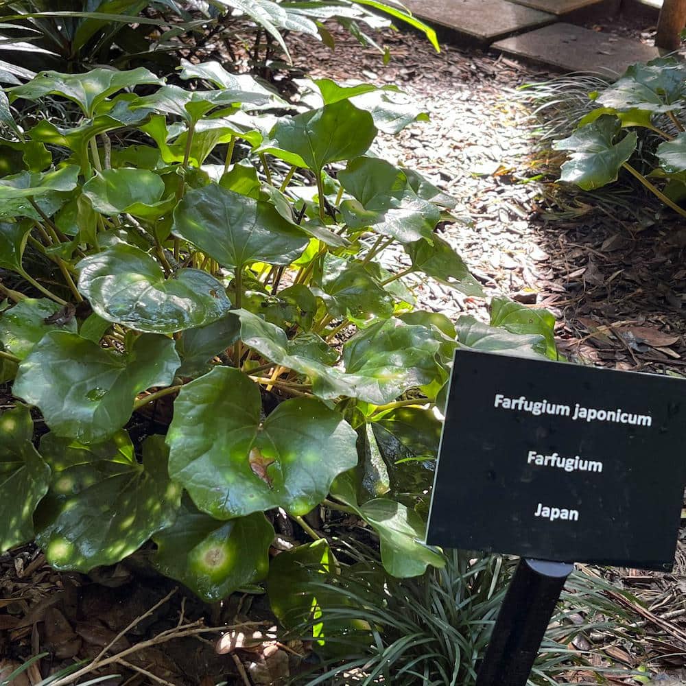 3 Gal. Leopard Farfugium Perennial Plant with Yellow Flowers - Hercitys