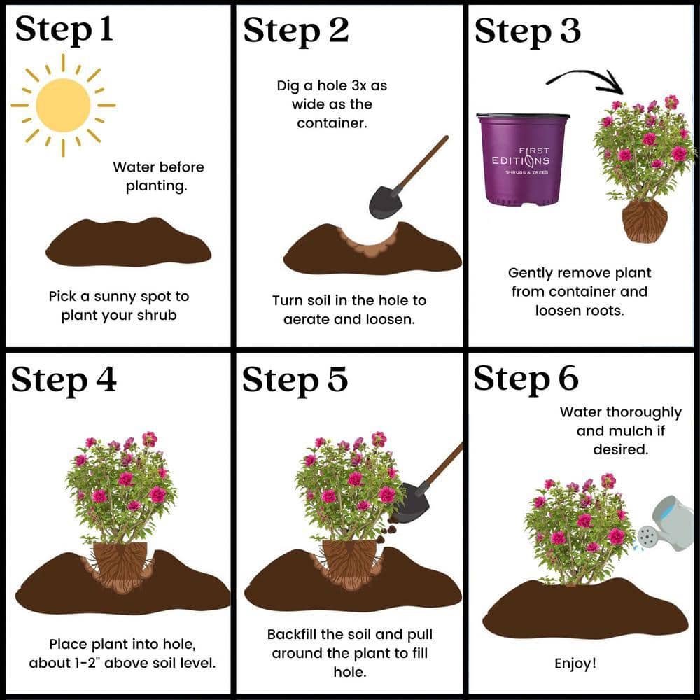 2 Gal. French Cabaret Red Hibiscus Flowering Shrub with Red Double Blooms - Hercitys