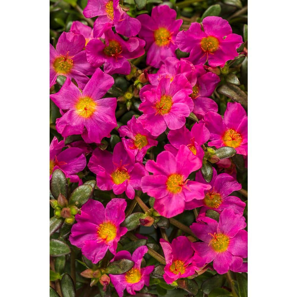 4.25 in. Eco+Grande Mojave Fuchsia Moss Rose (Portulaca) Live Plant, Fuchsia Flowers (4-Pack) - Hercitys