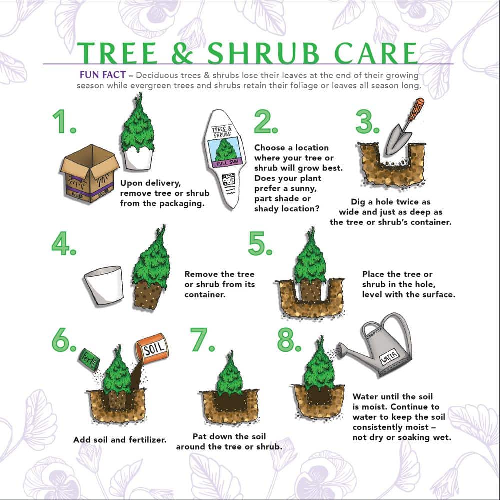 1 Gal. Red Empress Brindabella Live Rose with Red Flowers (1-Pack) - Hercitys