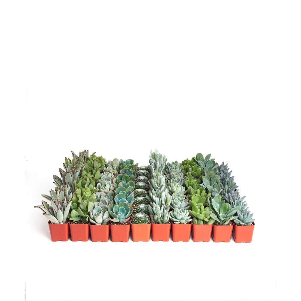 2 in. Blue/Green Collection Succulent (Collection of 64) - Hercitys