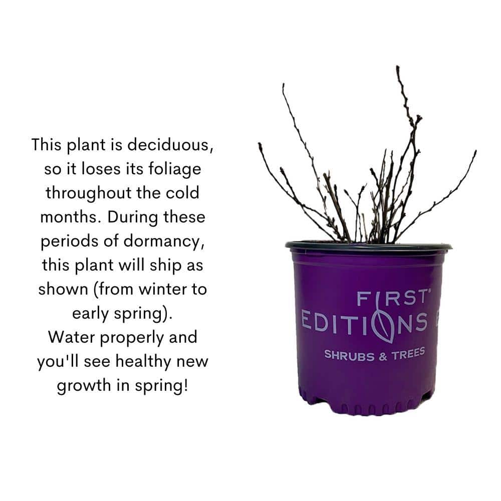 2 Gal. Little Devil Ninebark Shrub with Dark Foliage - Hercitys