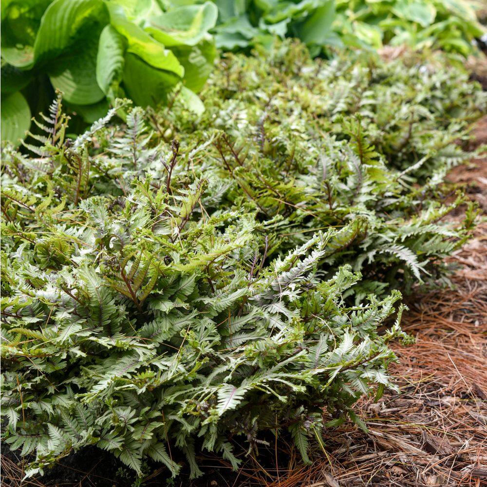 1 Gal. Crested Surf Crested Japanese Painted Fern (Athyrium niponicum) Live Perennial Plant - Hercitys