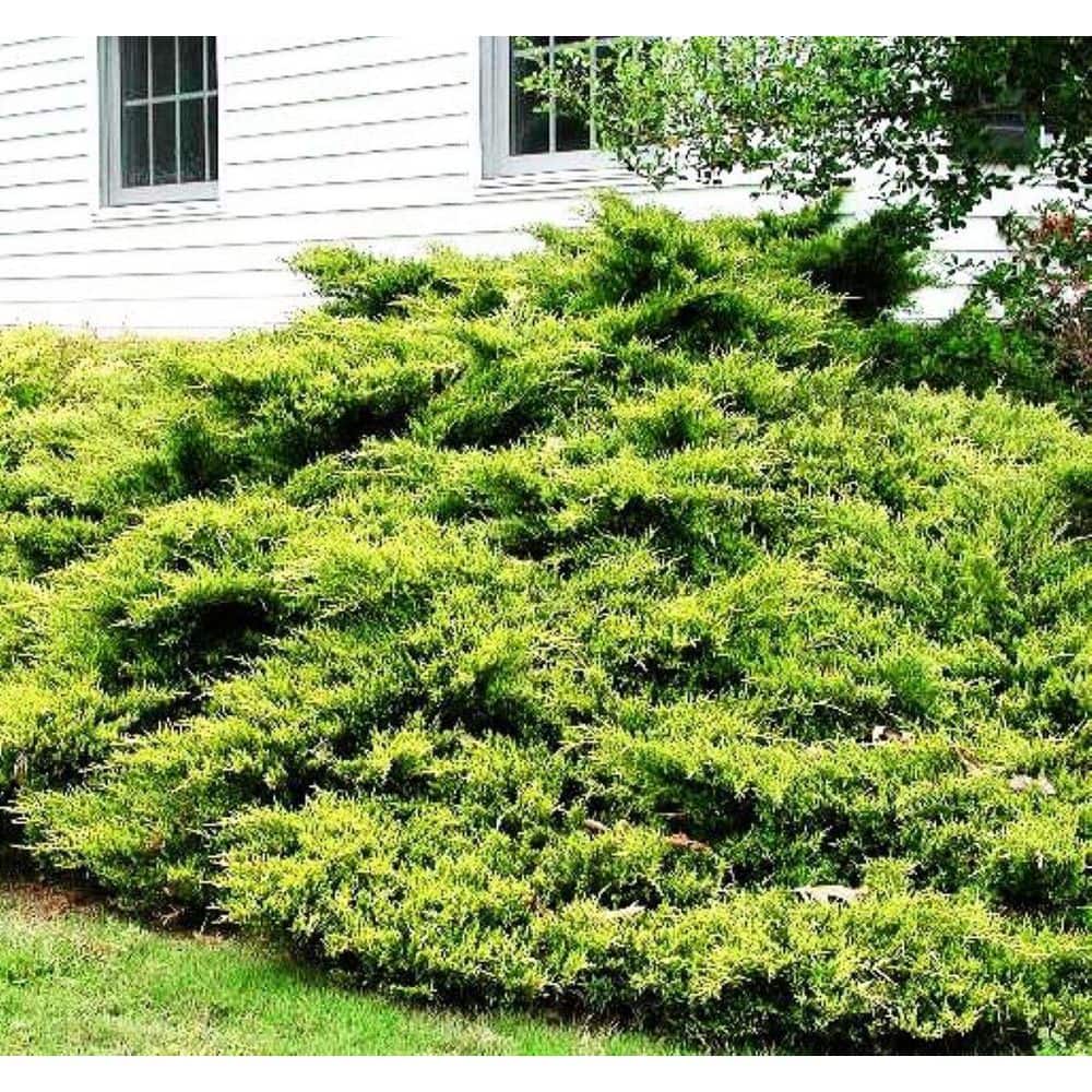 2.5 Qt. Old Gold Juniper Live Shrub with Golden Foliage - Hercitys