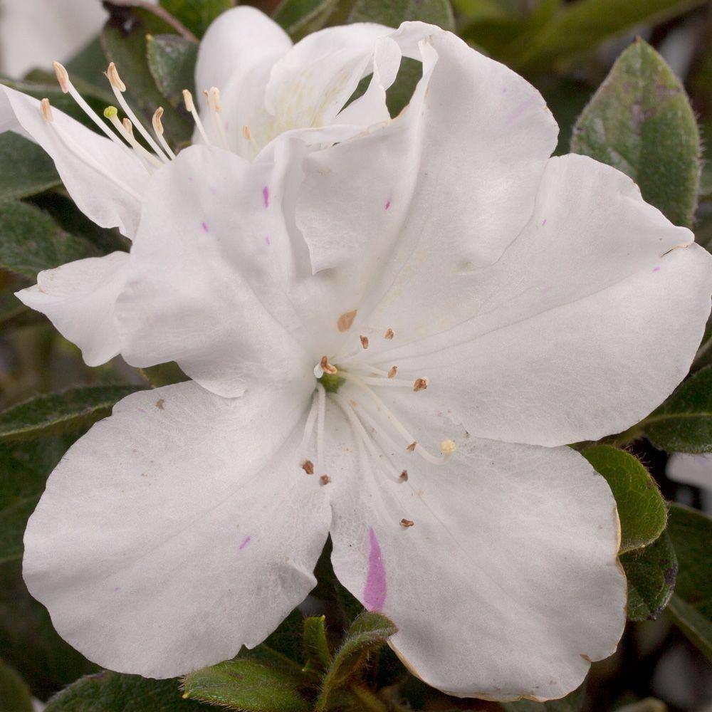 3 Gal. Autumn Lily Shrub with Brilliant White and Purple Streaking Reblooming Flowers - Hercitys