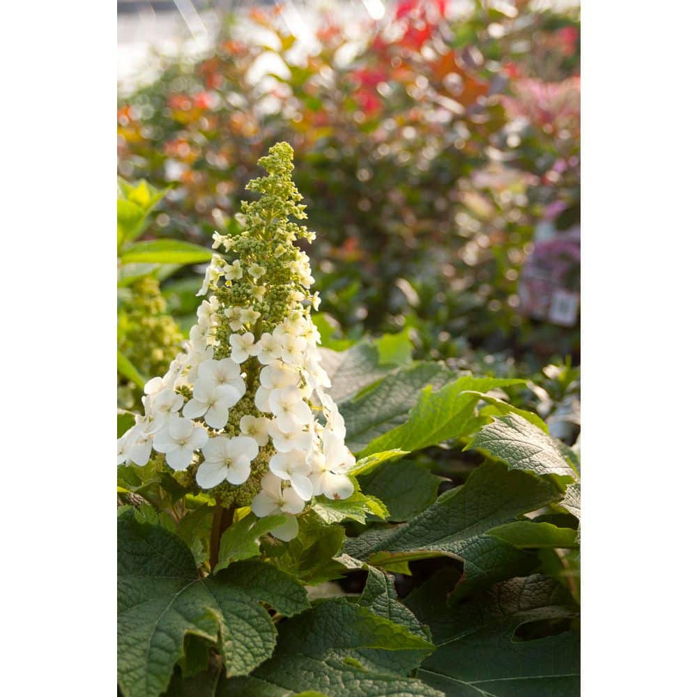 2 Gal. Jetstream Oakleaf Hydrangea Flowering Shrub with Beautiful White Aging to Pink Flowers - Hercitys