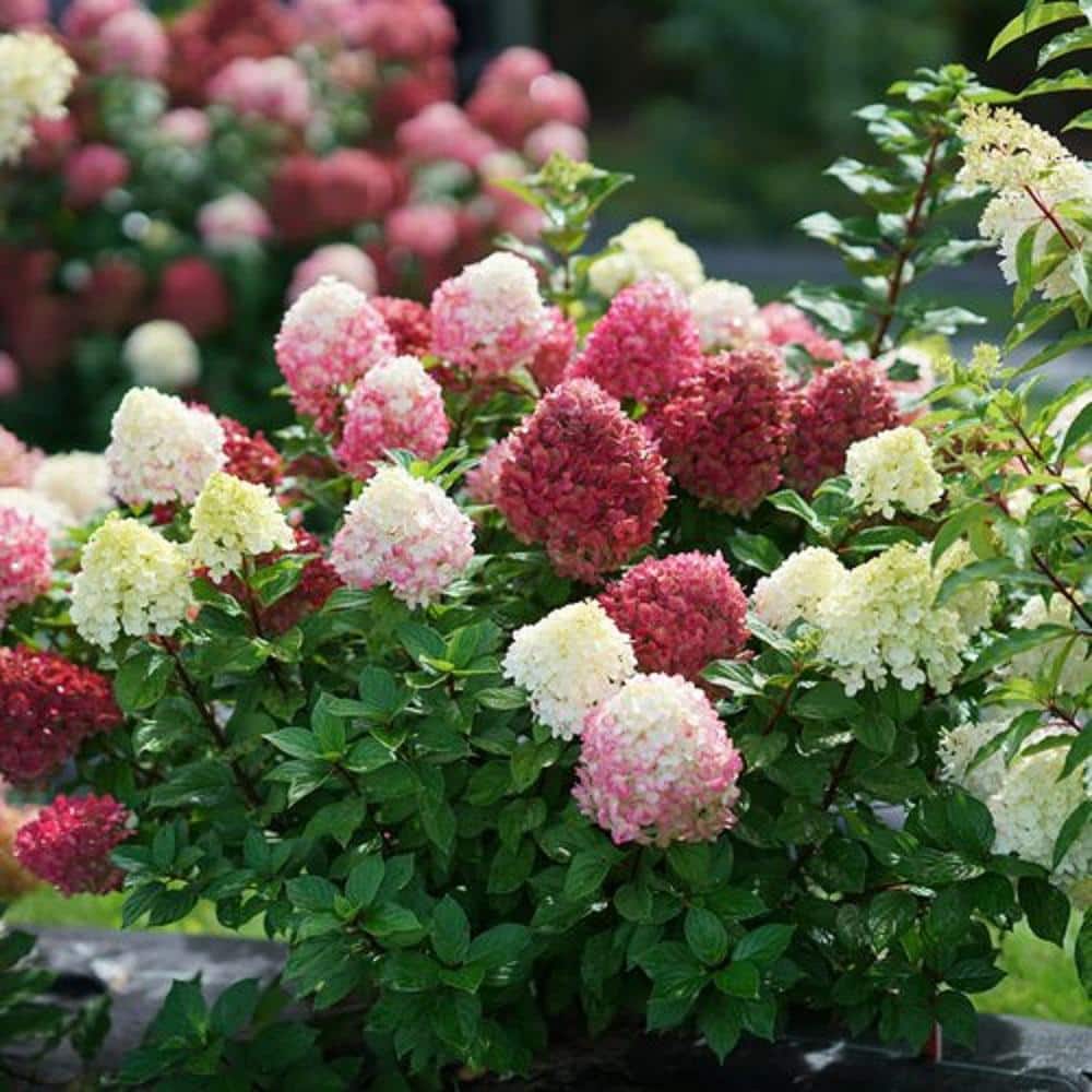 4.5 in. Quart Little Lime Punch Panicle Hydrangea (Paniculata) Live Plant, Shrub, Green, White and Pink Flowers - Hercitys