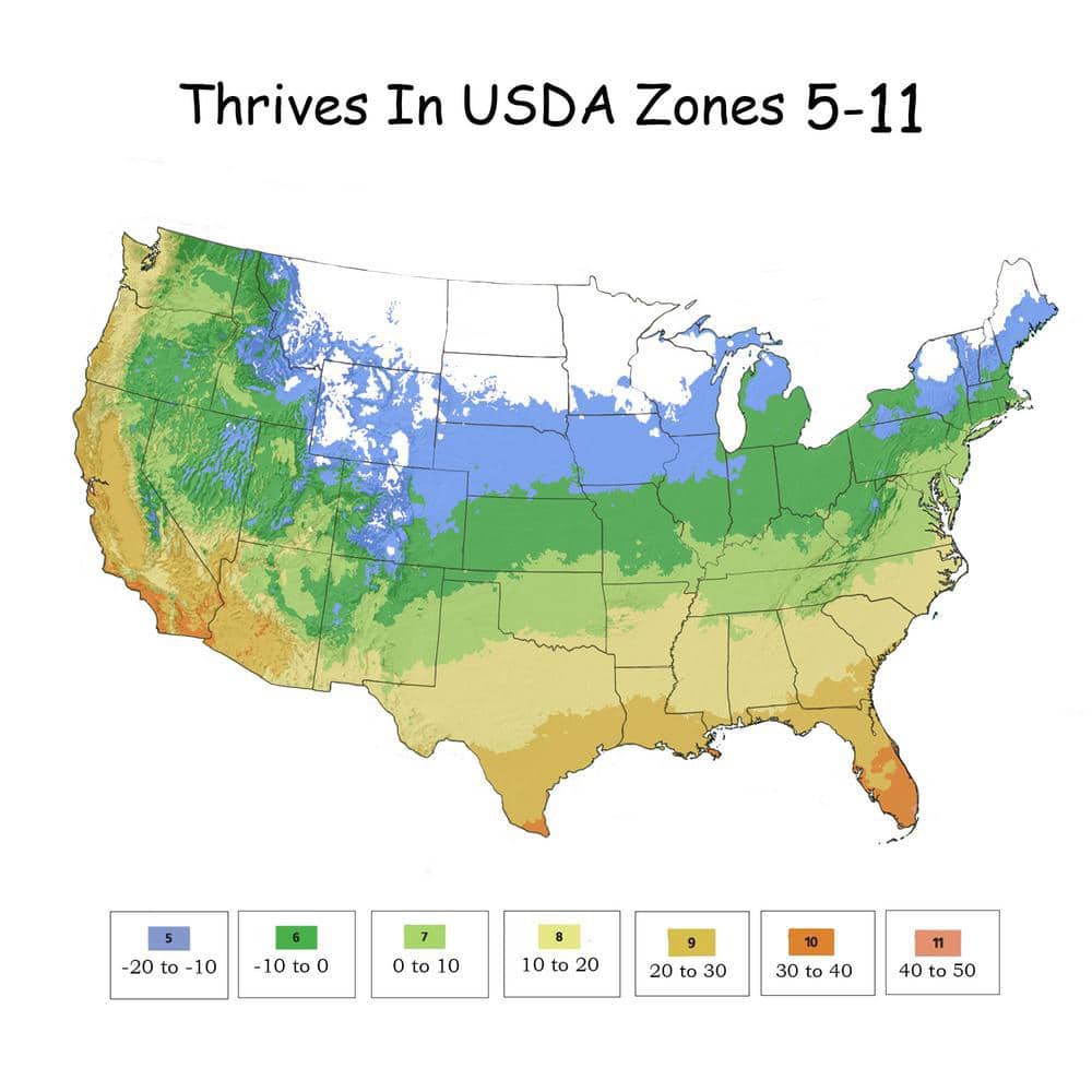 3 Gal. Pink Double Knock Out Rose Tree with Pink Flowers - Hercitys