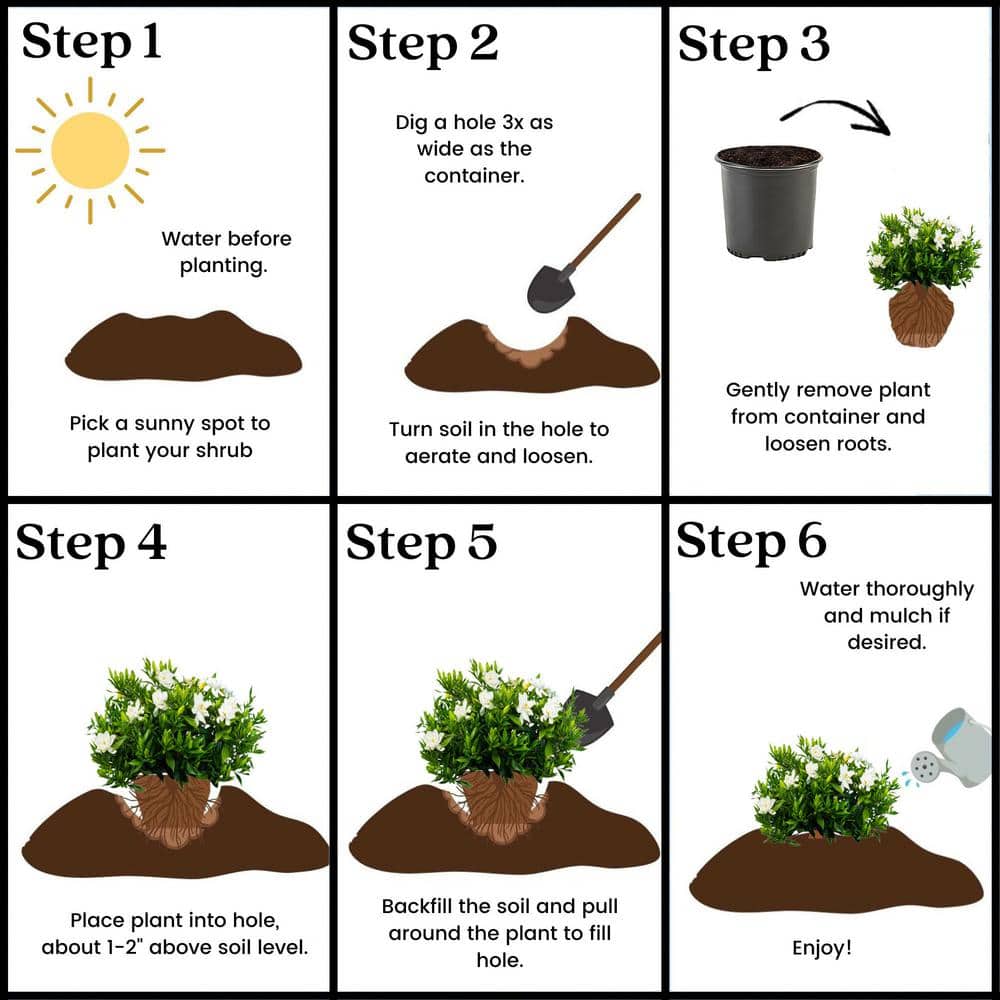 2.25 Gal. Gardenia Frostproof Shrub with White Flowers - Hercitys