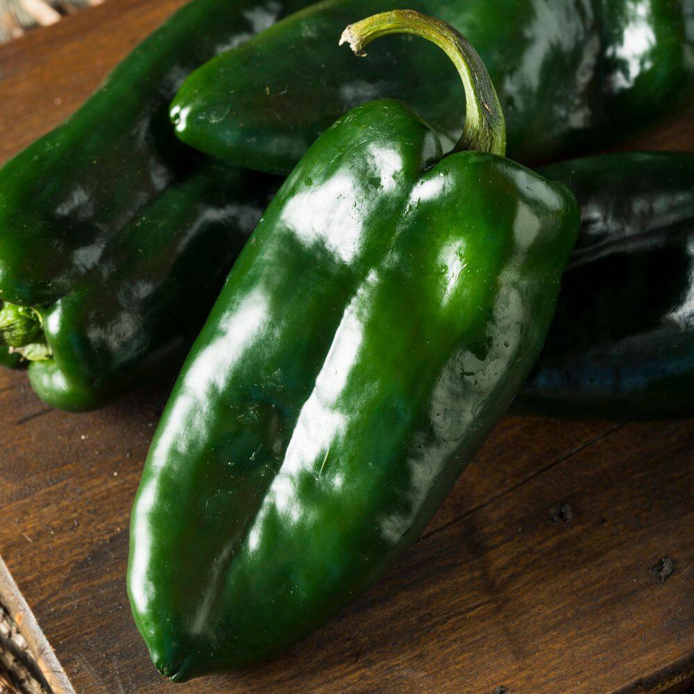 2.5 in. Chile Pepper Poblano Plant 3-Piece - Hercitys